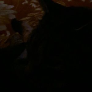 Meet your Posher, Bruce